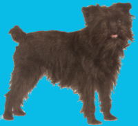 Affenpinscher - (C) by HUNDE-iNFO.de
