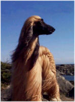 Afghane - (C) by HUNDE-iNFO.de