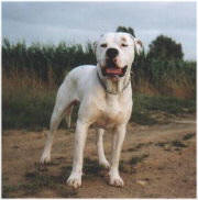 American Bulldog - (C) by HUNDE-iNFO.de