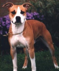 American Staffordshire Terrier - (C) Yvonne Kraft, Loxstedt