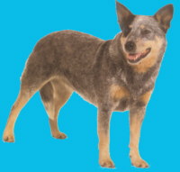 Australian Cattle Dog - (C) by HUNDE-iNFO.de