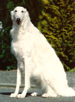 Barsoi - (C) by HUNDE-iNFO.de