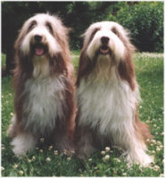 Bearded Collie - (C) by HUNDE-iNFO.de