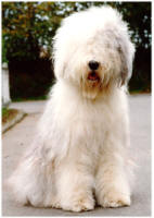 Bobtail - (C) by HUNDE-iNFO.de