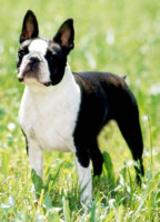 Boston-Terrier - (C) Marga Stein, Deutschland