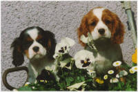 Cavalier King Charles Spaniel - (C) by HUNDE-iNFO.de
