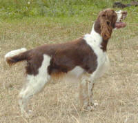 English Springer Spaniel - (C) Hündin: Ravenna vom Leinigerland