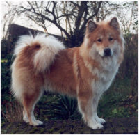 Eurasier - (C) by HUNDE-iNFO.de
