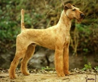 Irish Terrier - (C) by HUNDE-iNFO.de