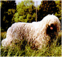 Komondor - (C) by HUNDE-iNFO.de