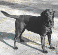 Labrador-Retriever - (C) Rüde: Spike von der kleinen Farm