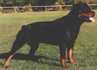 Rottweiler - (C) by HUNDE-iNFO.de