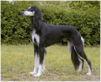 Saluki - (C) by HUNDE-iNFO.de