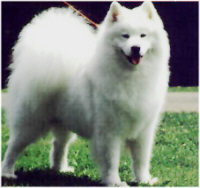 Samojede - (C) by HUNDE-iNFO.de