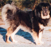 Tibet-Dogge - (C) S. Rutloh, Niederlande
