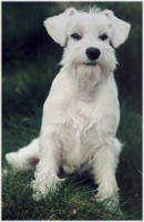 Zwergschnauzer - (C) by HUNDE-iNFO.de