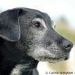 Älterer Hund
