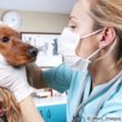 Hund beim Tierarzt