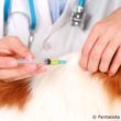 Hund beim Tierarzt mit Spritze