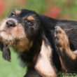 Kratzen beim Hund