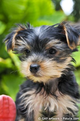yorkshire terrier welpe yorkshire terrier welpe