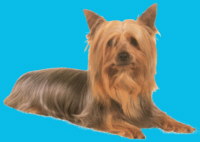 Australian Silky Terrier - (C) by HUNDE-iNFO.de