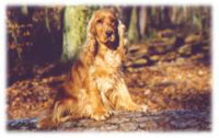 Englischer Cocker-Spaniel - (C) by HUNDE-iNFO.de