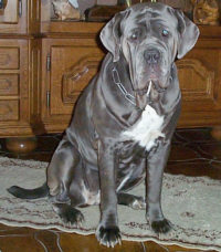 Mastino Napoletano - (C) by HUNDE-iNFO.de