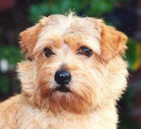 Norfolk-Terrier - (C) by HUNDE-iNFO.de