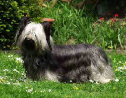 Skye-Terrier - (C) R. Nieschkewitz