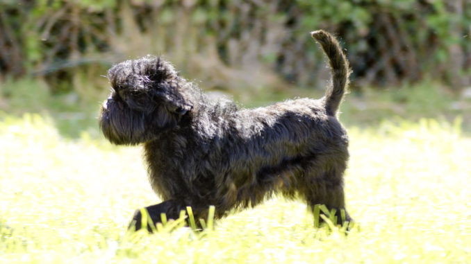 Affenpinscher