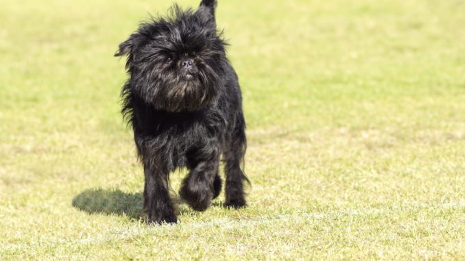 Affenpinscher