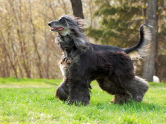 Afghanischer Windhund (Afghane)