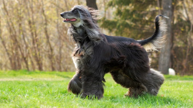 Afghanischer Windhund (Afghane)