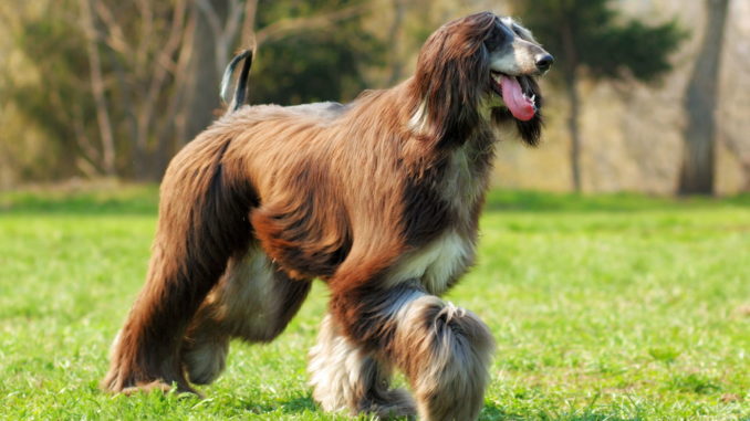 Afghanischer Windhund (Afghane)