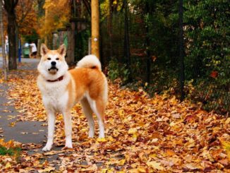 Akita Inu