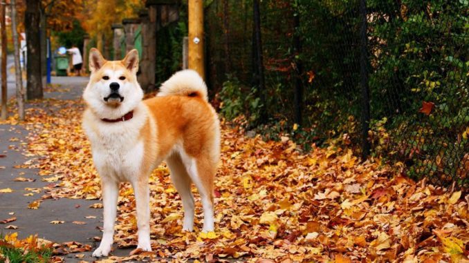 Akita Inu