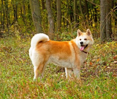 Akita Inu