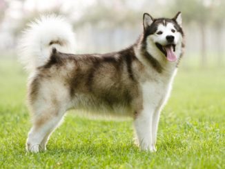 Alaskan Malamute