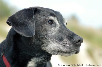 Älterer Hund