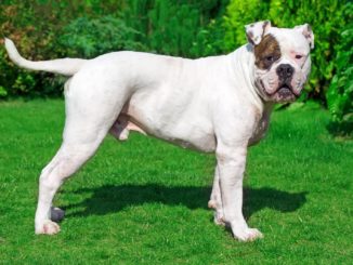 American Bulldog