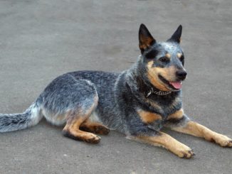 Australian Cattle Dog