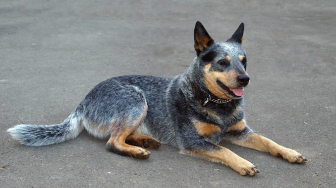 Australian Cattle Dog