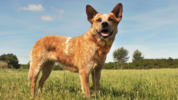 Australian Cattle Dog