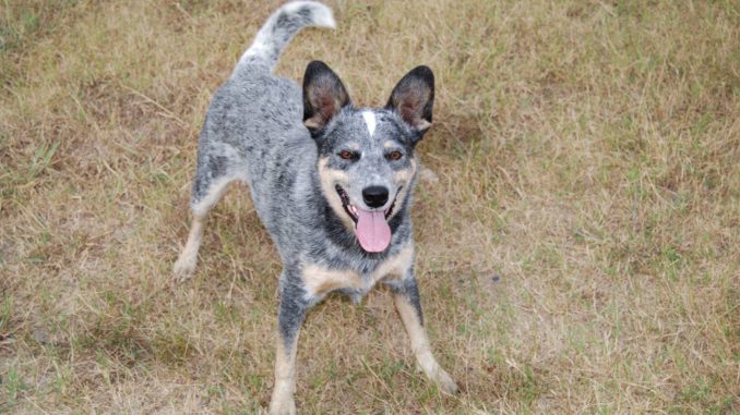 Australian Cattle Dog