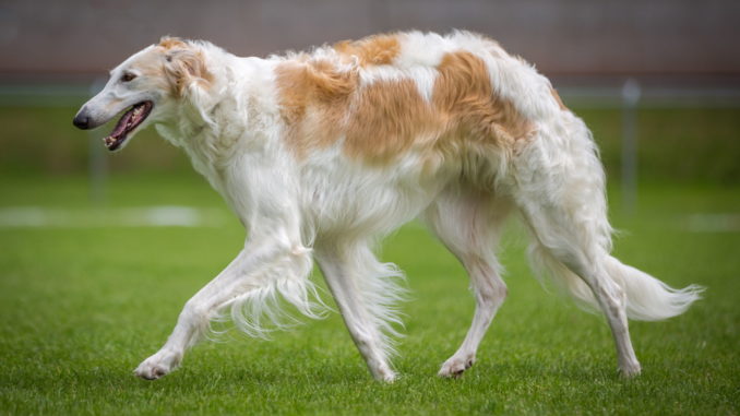 Barsoi russischer Windhund