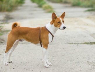 Basenji Kongo Terrier