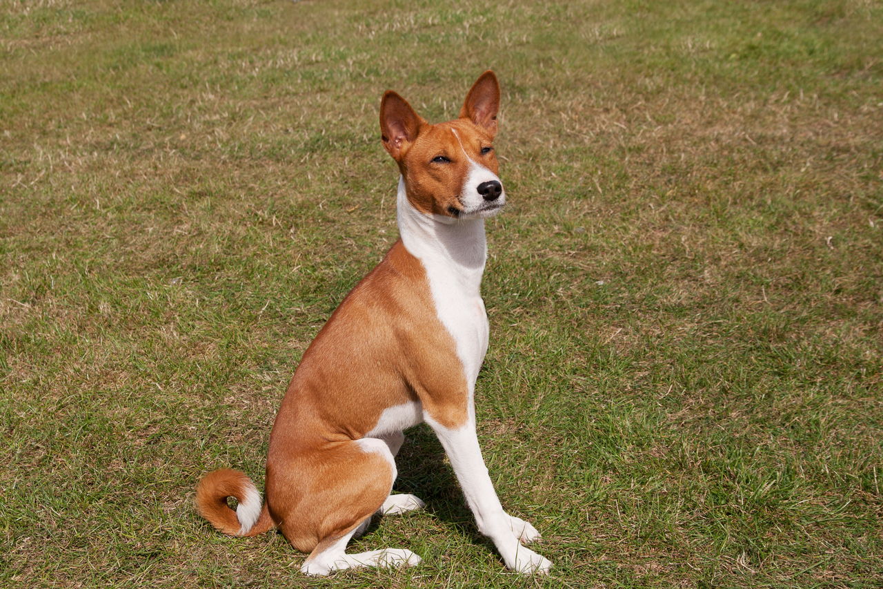 77+ Basenji Dog Information