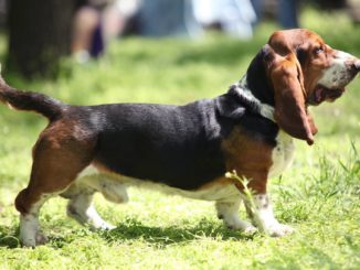Basset Hound