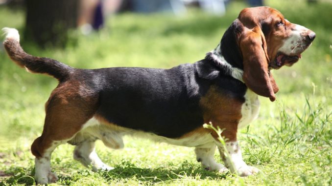 Basset Hound Basset Hound